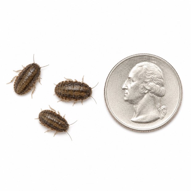 Three small dubia roaches beside a US quarter on a white background, each noticeably narrower than the coin